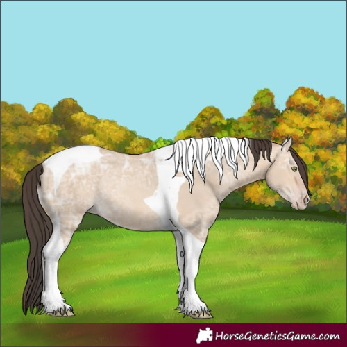 Horse Color:Amber Champagne Ice Dun Tobiano Rabicano