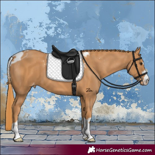 Horse Color:Chestnut Skewed Appaloosa