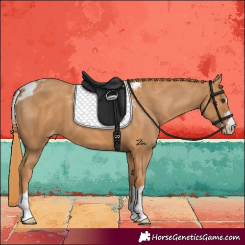 Horse Color:Chestnut Skewed LP Spotted 