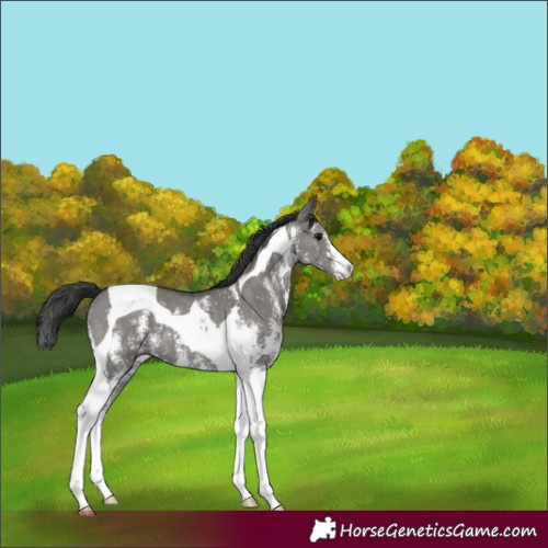 Horse Color:Grullo Sabino Tobiano 