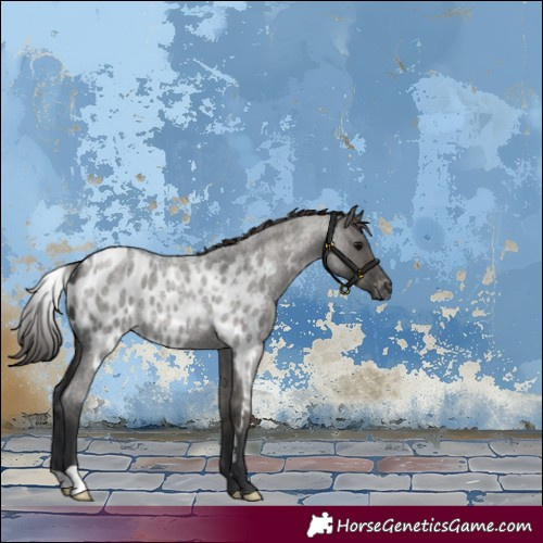 Horse Color:Grullo Roan Skewed Appaloosa 