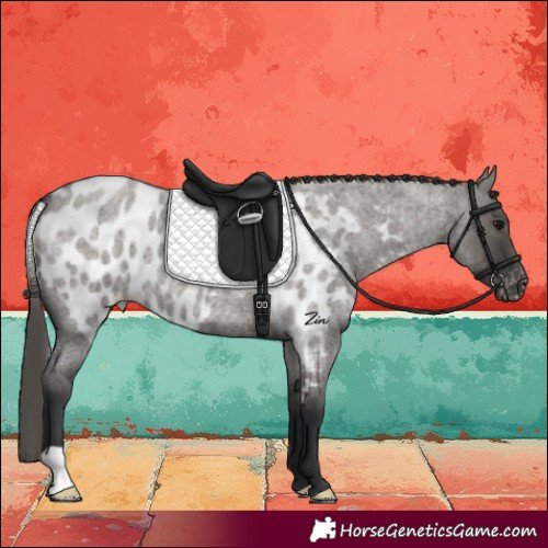 Horse Color:Grullo Roan Skewed LP Spotted 