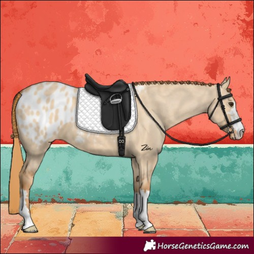 Horse Color:Red Dun Blanket