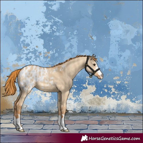Horse Color:Red Dun Appaloosa