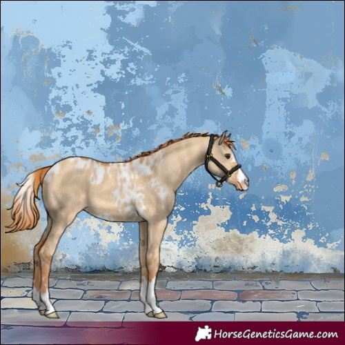 Horse Color:Red Dun Skewed Appaloosa 