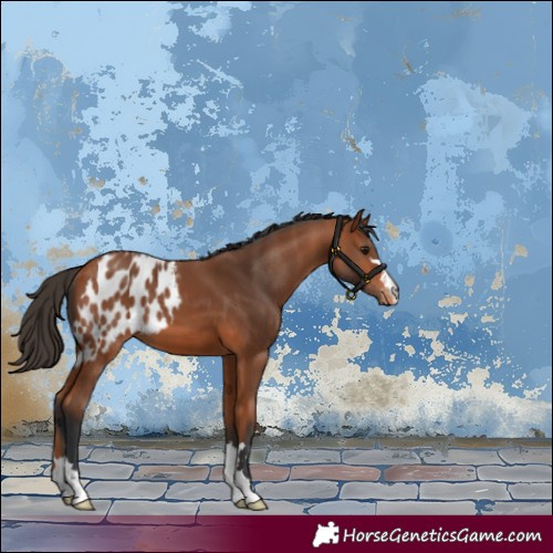 Horse Color:Bay Skewed Appaloosa 