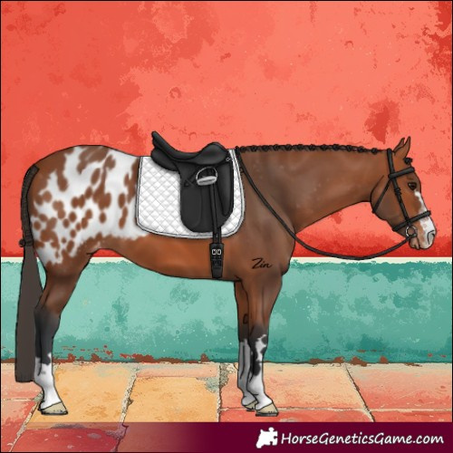 Horse Color:Bay Skewed LP Spotted