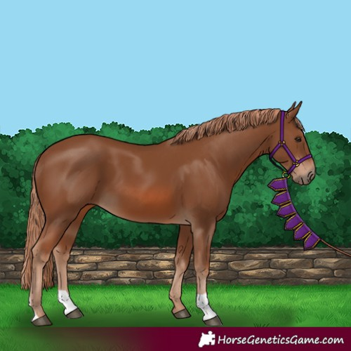 Horse Color:Chestnut 