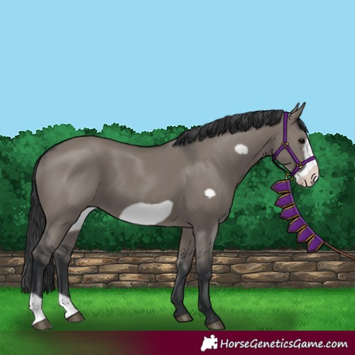 Horse Color:Grullo Frame