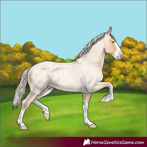 Horse Color:Gold Cream Champagne Roan Splash