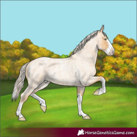 Horse Color:Gold Cream Champagne Roan Splash 