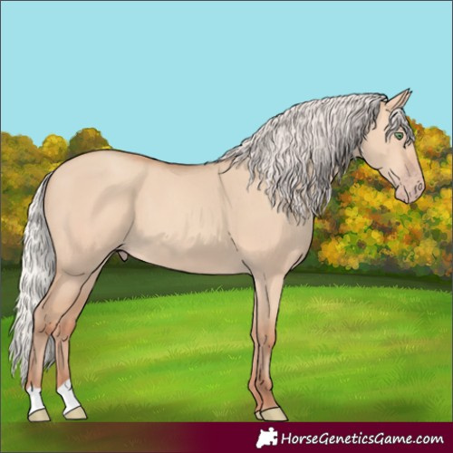 Horse Color:Silver Amber Champagne Dun
