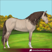 Horse Color:Classic Champagne Dun