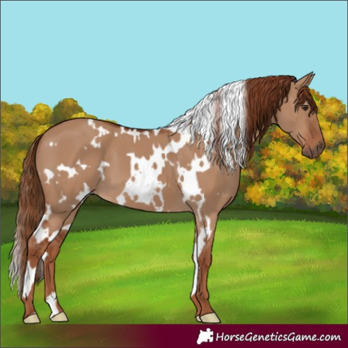 Horse Color:White Spotted Red Dun