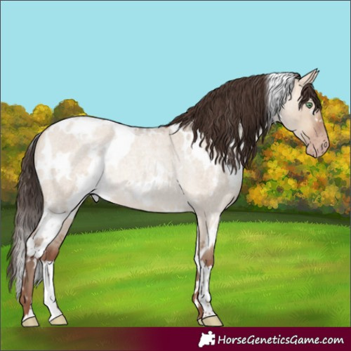 Horse Color:White Spotted Amber Champagne Roan Dun Rabicano 
