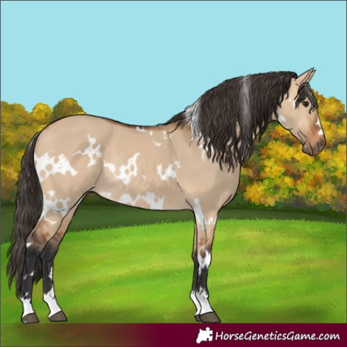 Horse Color:White Spotted Bay Dun Rabicano