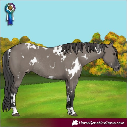 Horse Color:White Spotted Grullo Appaloosa Rabicano 