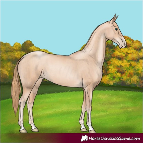 Horse Color:Gold Champagne Pearl Rabicano and Gold Champagne Pearl Rabicano