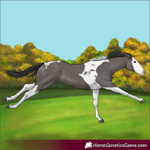 Horse Color:Unknown 