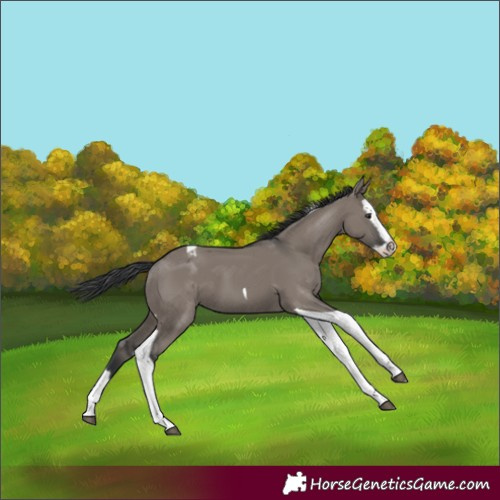 Horse Color:Unknown 