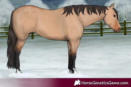 Horse Color:Bay Dun