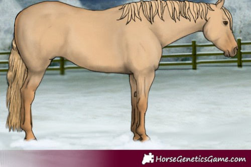 Horse Color:Red Dun 