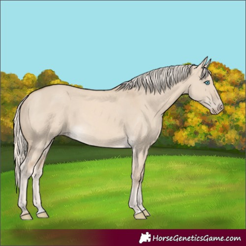 Horse Color:Cremello Dun