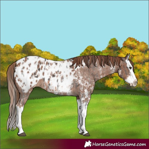 Horse Color:Liver Chestnut Sabino Splash Appaloosa and Chestnut Sabino Splash Appaloosa