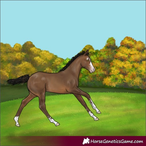 Horse Color:Gray Amber Champagne