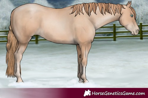 Horse Color:Gold Champagne Pearl Rabicano and Gold Champagne Pearl Rabicano
