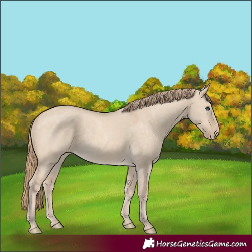 Horse Color:Perlino Dun 