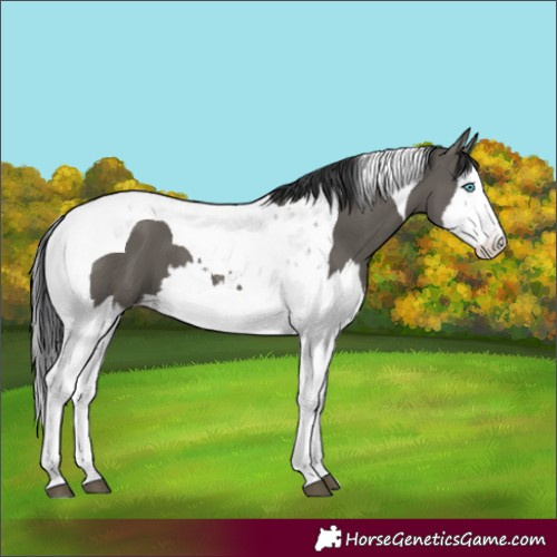 Horse Color:Grullo Splash Tobiano 