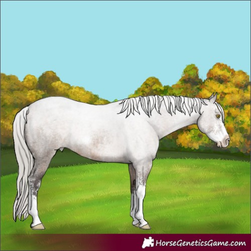 Horse Color:Silver Brown Roan Dun Sabino