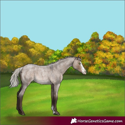 Horse Color:Silver Brown Roan Dun Sabino Rabicano