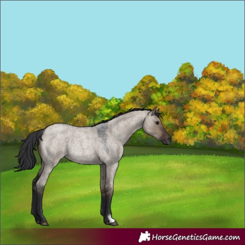 Horse Color:Brown Roan Dun Rabicano
