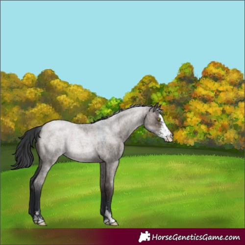 Horse Color:Brown Roan Dun Sabino 
