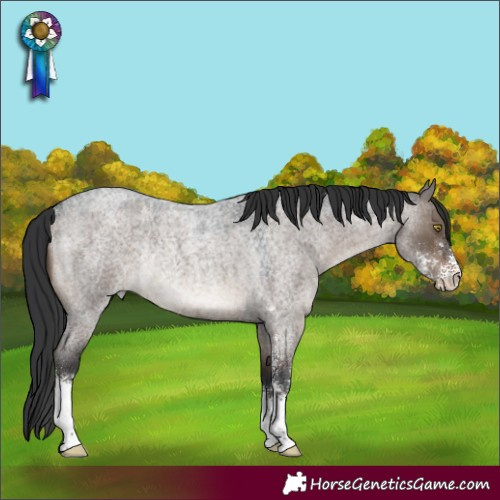 Horse Color:Brown Roan Dun Sabino Rabicano