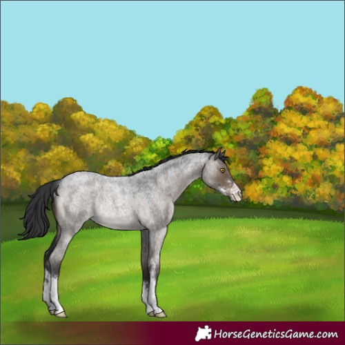 Horse Color:Brown Roan Dun Sabino Rabicano 