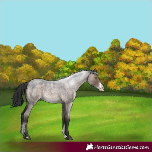 Horse Color:Brown Roan Dun Sabino Rabicano 
