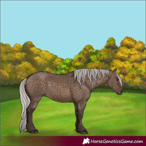 Horse Color:Silver Brown Dun