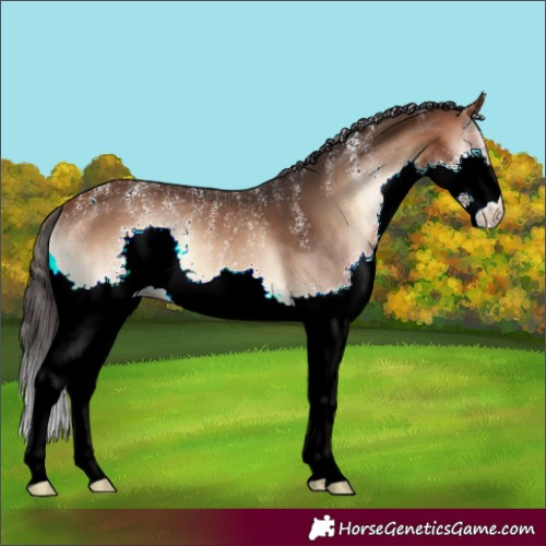 Horse Color:Powder White Bay Onyx Splash Rabicano