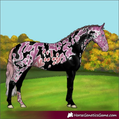 Horse Color:Watercolor Chestnut Splash Appaloosa Rabicano 