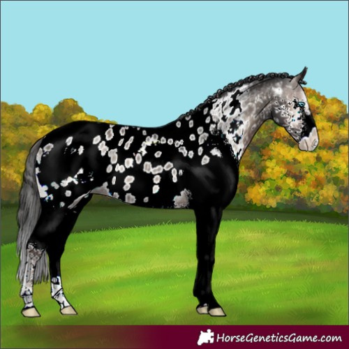 Horse Color:Blue Onyx Splash Near Leopard 