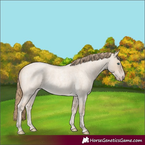Horse Color:Perlino Roan Dun