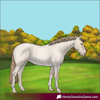 Horse Color:Perlino Roan Dun 
