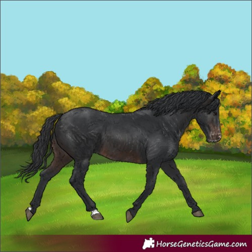 Horse Color:Brown Appaloosa