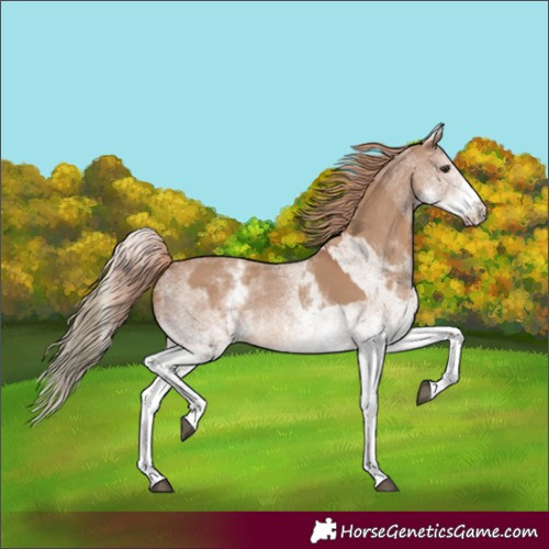 Horse Color:White Spotted Red Dun Rabicano and White Spotted Red Dun Rabicano