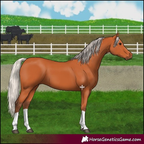 Horse Color:Silver Bay 