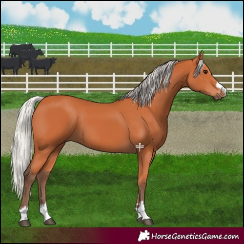 Horse Color:Silver Bay