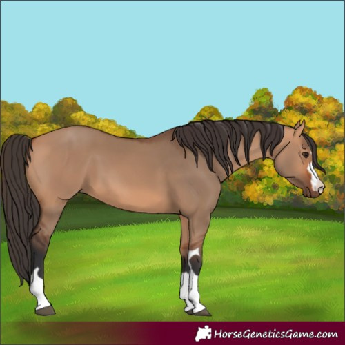 Horse Color:Unknown 